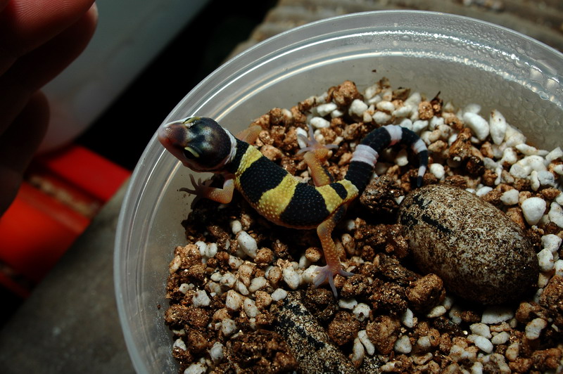 «ö¦¹¦b·sµøµ¡ÂsÄý¹Ï¤ù