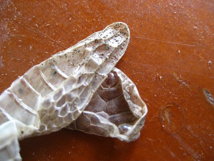 «ö¦¹¦b·sµøµ¡ÂsÄý¹Ï¤ù