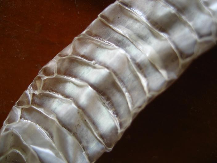 «ö¦¹¦b·sµøµ¡ÂsÄý¹Ï¤ù