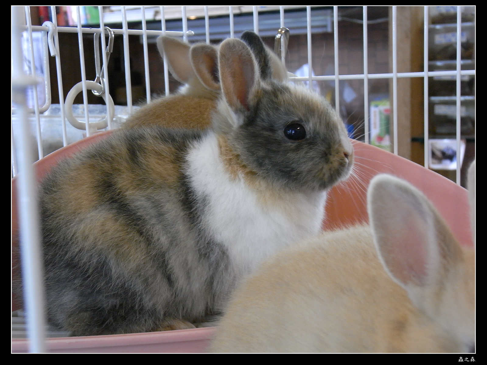 按此在新視窗瀏覽圖片