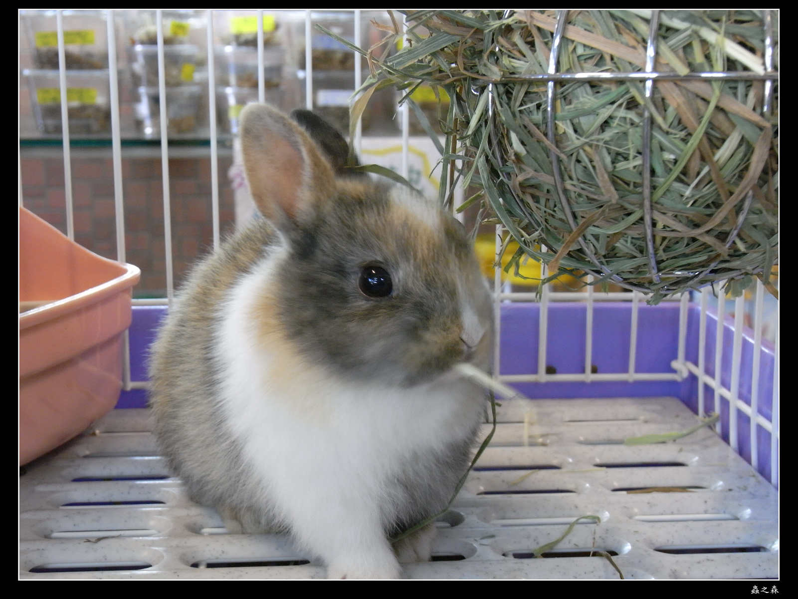 按此在新視窗瀏覽圖片