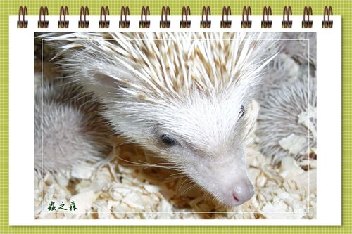 «ö¦¹¦b·sµøµ¡ÂsÄý¹Ï¤ù