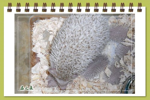 «ö¦¹¦b·sµøµ¡ÂsÄý¹Ï¤ù