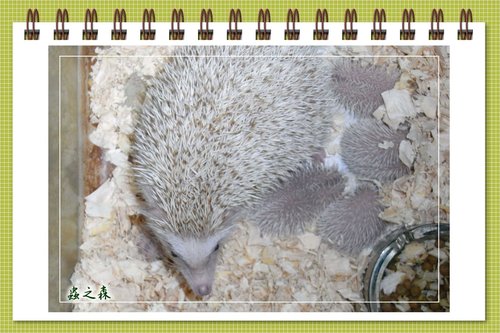 «ö¦¹¦b·sµøµ¡ÂsÄý¹Ï¤ù