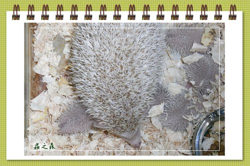 «ö¦¹¦b·sµøµ¡ÂsÄý¹Ï¤ù