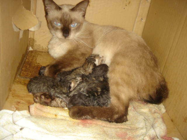 «ö¦¹¦b·sµøµ¡ÂsÄý¹Ï¤ù