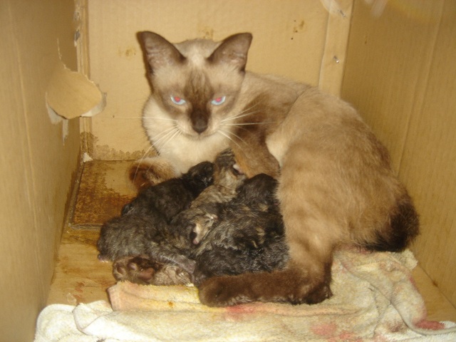 «ö¦¹¦b·sµøµ¡ÂsÄý¹Ï¤ù