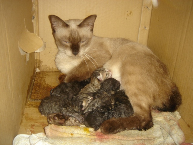 «ö¦¹¦b·sµøµ¡ÂsÄý¹Ï¤ù