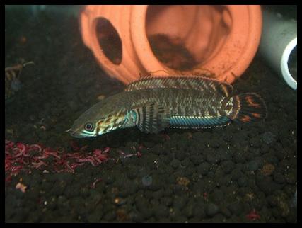 «ö¦¹¦b·sµøµ¡ÂsÄý¹Ï¤ù