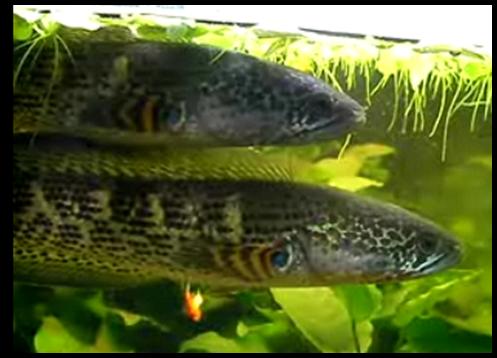 «ö¦¹¦b·sµøµ¡ÂsÄý¹Ï¤ù