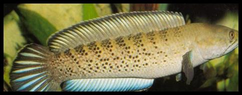 «ö¦¹¦b·sµøµ¡ÂsÄý¹Ï¤ù