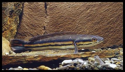 «ö¦¹¦b·sµøµ¡ÂsÄý¹Ï¤ù