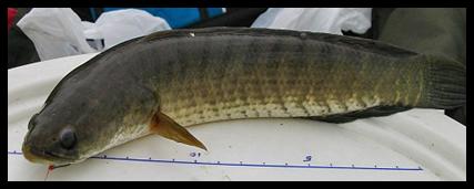 «ö¦¹¦b·sµøµ¡ÂsÄý¹Ï¤ù