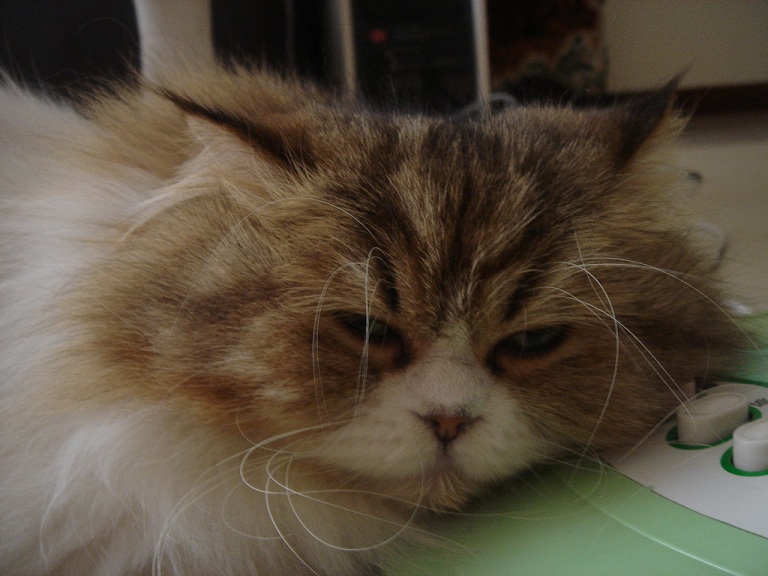 «ö¦¹¦b·sµøµ¡ÂsÄý¹Ï¤ù