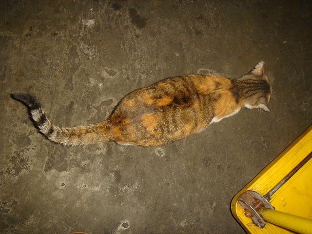 «ö¦¹¦b·sµøµ¡ÂsÄý¹Ï¤ù