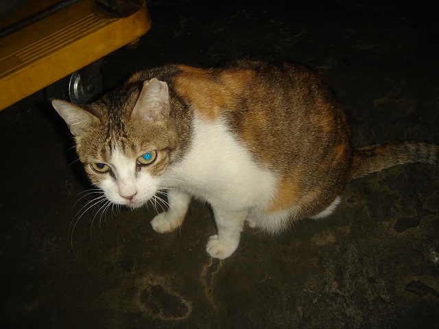 «ö¦¹¦b·sµøµ¡ÂsÄý¹Ï¤ù