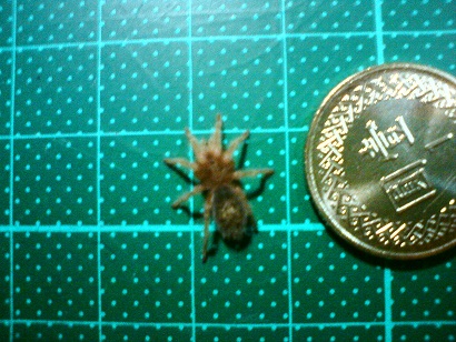 «ö¦¹¦b·sµøµ¡ÂsÄý¹Ï¤ù