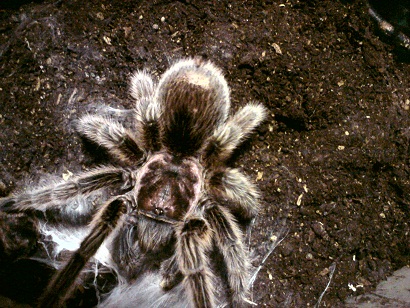 «ö¦¹¦b·sµøµ¡ÂsÄý¹Ï¤ù