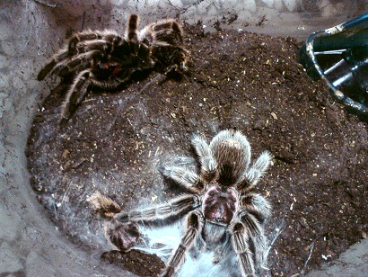 «ö¦¹¦b·sµøµ¡ÂsÄý¹Ï¤ù