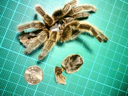 «ö¦¹¦b·sµøµ¡ÂsÄý¹Ï¤ù