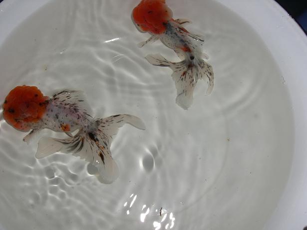 «ö¦¹¦b·sµøµ¡ÂsÄý¹Ï¤ù