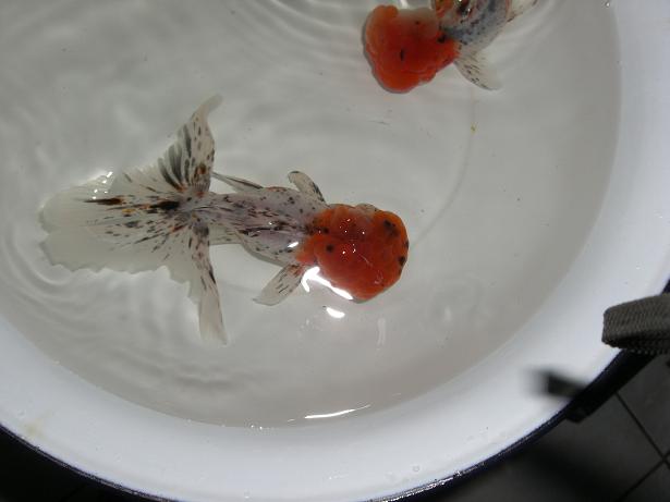 «ö¦¹¦b·sµøµ¡ÂsÄý¹Ï¤ù