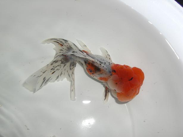 «ö¦¹¦b·sµøµ¡ÂsÄý¹Ï¤ù