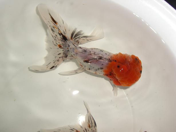 «ö¦¹¦b·sµøµ¡ÂsÄý¹Ï¤ù