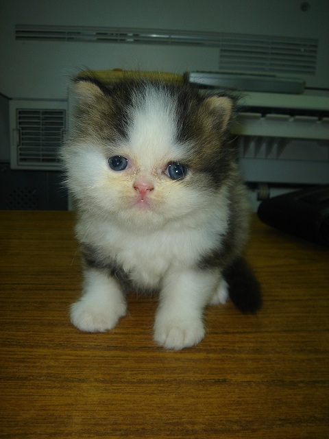 «ö¦¹¦b·sµøµ¡ÂsÄý¹Ï¤ù