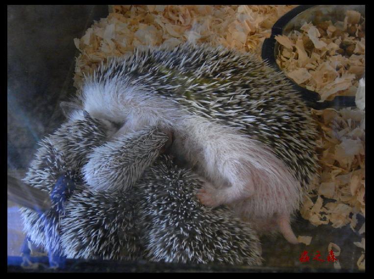 «ö¦¹¦b·sµøµ¡ÂsÄý¹Ï¤ù