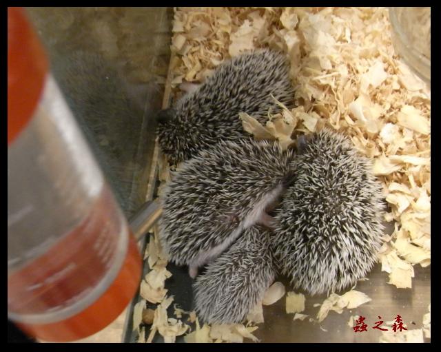 «ö¦¹¦b·sµøµ¡ÂsÄý¹Ï¤ù