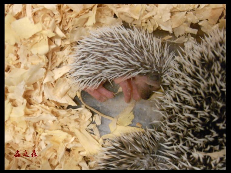 «ö¦¹¦b·sµøµ¡ÂsÄý¹Ï¤ù