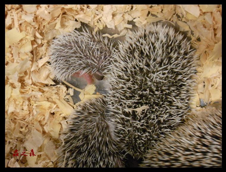 «ö¦¹¦b·sµøµ¡ÂsÄý¹Ï¤ù