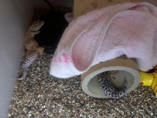 «ö¦¹¦b·sµøµ¡ÂsÄý¹Ï¤ù