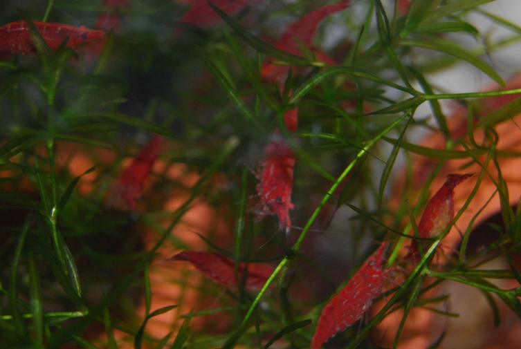 «ö¦¹¦b·sµøµ¡ÂsÄý¹Ï¤ù