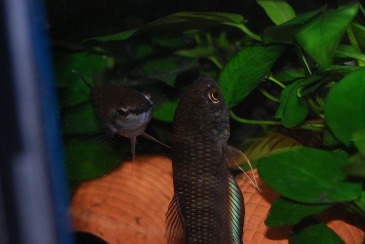 «ö¦¹¦b·sµøµ¡ÂsÄý¹Ï¤ù