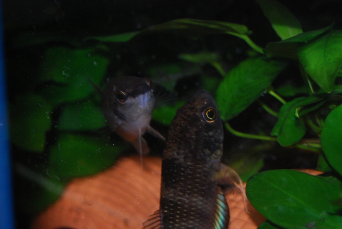 «ö¦¹¦b·sµøµ¡ÂsÄý¹Ï¤ù