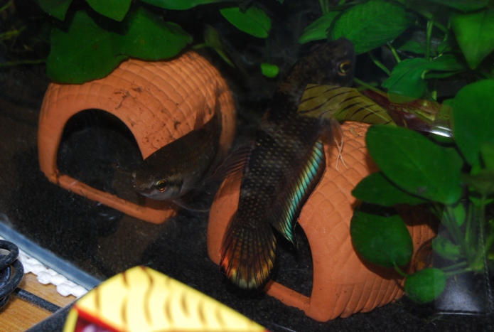 «ö¦¹¦b·sµøµ¡ÂsÄý¹Ï¤ù