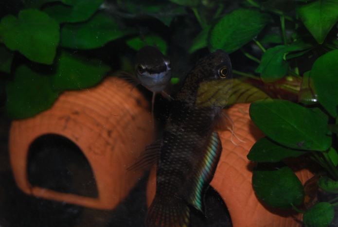 «ö¦¹¦b·sµøµ¡ÂsÄý¹Ï¤ù