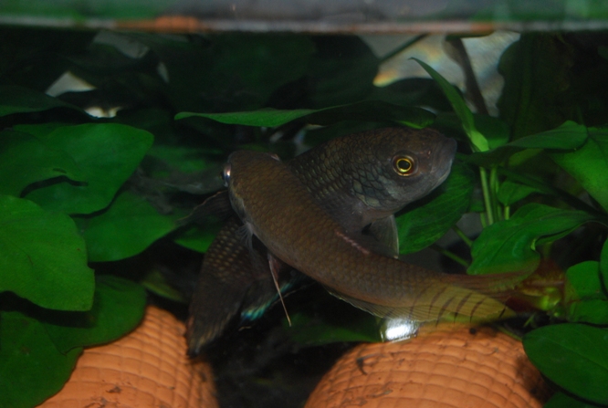 «ö¦¹¦b·sµøµ¡ÂsÄý¹Ï¤ù