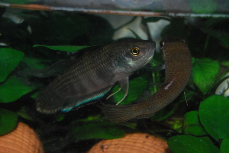 «ö¦¹¦b·sµøµ¡ÂsÄý¹Ï¤ù