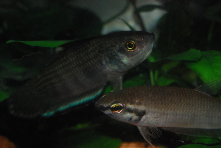 «ö¦¹¦b·sµøµ¡ÂsÄý¹Ï¤ù