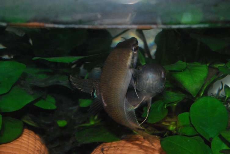 «ö¦¹¦b·sµøµ¡ÂsÄý¹Ï¤ù