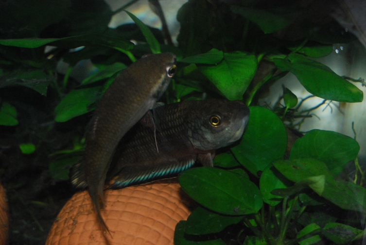 «ö¦¹¦b·sµøµ¡ÂsÄý¹Ï¤ù