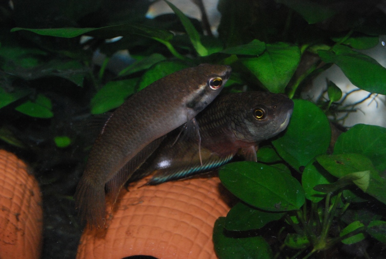 «ö¦¹¦b·sµøµ¡ÂsÄý¹Ï¤ù