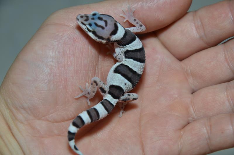 «ö¦¹¦b·sµøµ¡ÂsÄý¹Ï¤ù