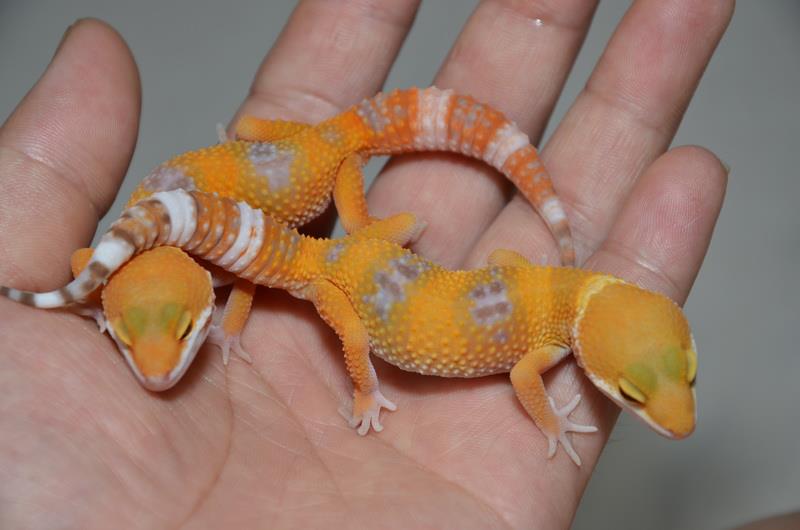 «ö¦¹¦b·sµøµ¡ÂsÄý¹Ï¤ù