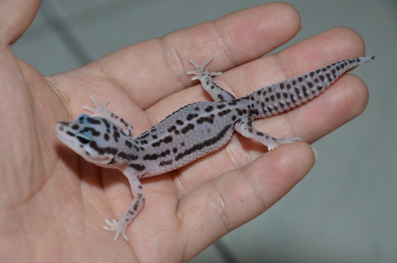 «ö¦¹¦b·sµøµ¡ÂsÄý¹Ï¤ù