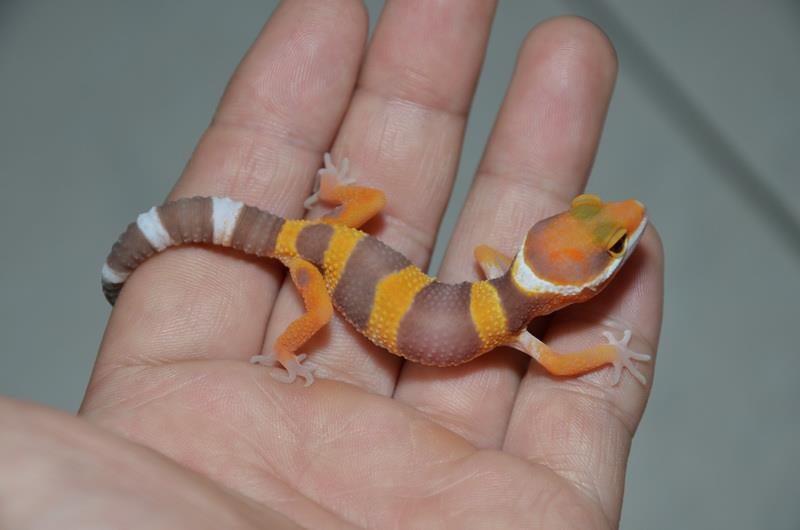 «ö¦¹¦b·sµøµ¡ÂsÄý¹Ï¤ù