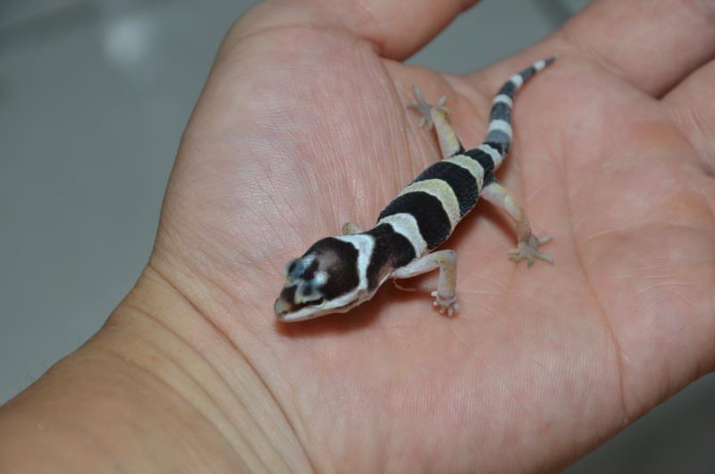 «ö¦¹¦b·sµøµ¡ÂsÄý¹Ï¤ù